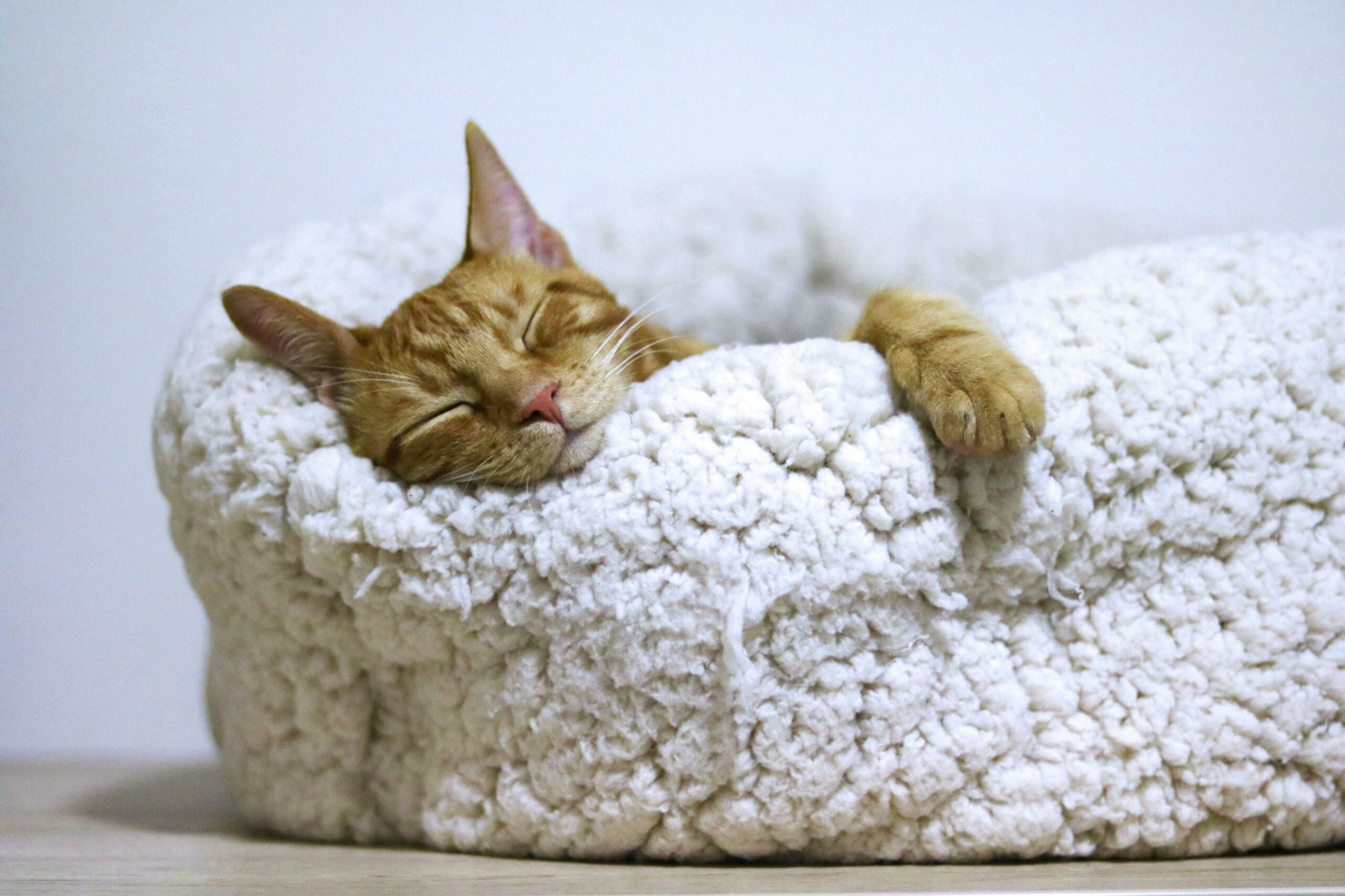 Chat qui dort et rêve, comme les humains